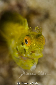 Secretary Blenny feeding by Ximena Olds 